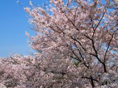 背割り桜